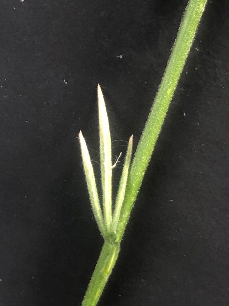 Delphinium gracile leaf