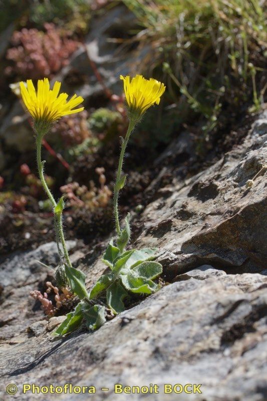 Hieracium colmeiroanum — houseplant care guide