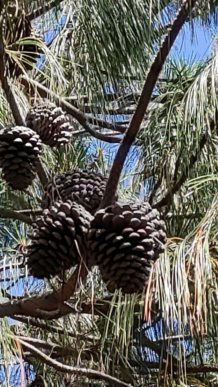 Pinus pseudostrobus fruit