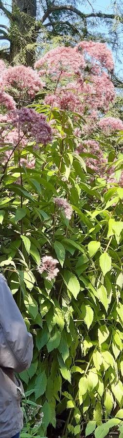 Eupatorium purpureum habit