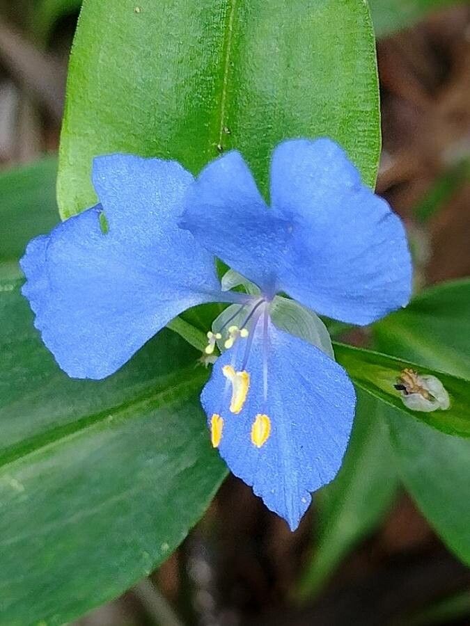 Commelina cyanea flower