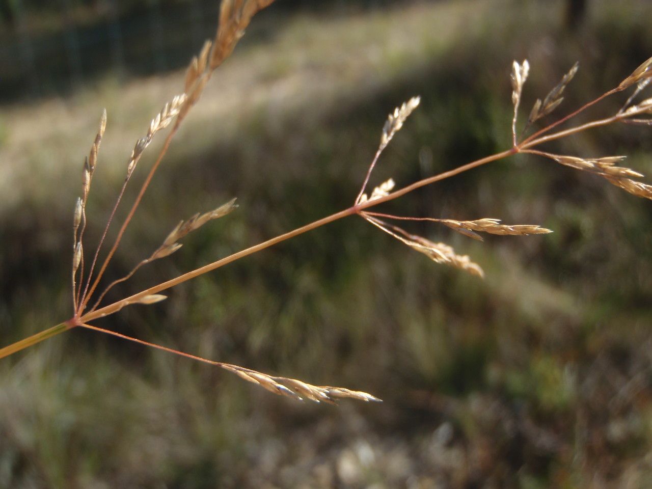Deschampsia media — houseplant care guide