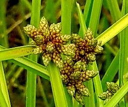 Schoenoplectiella mucronata flower