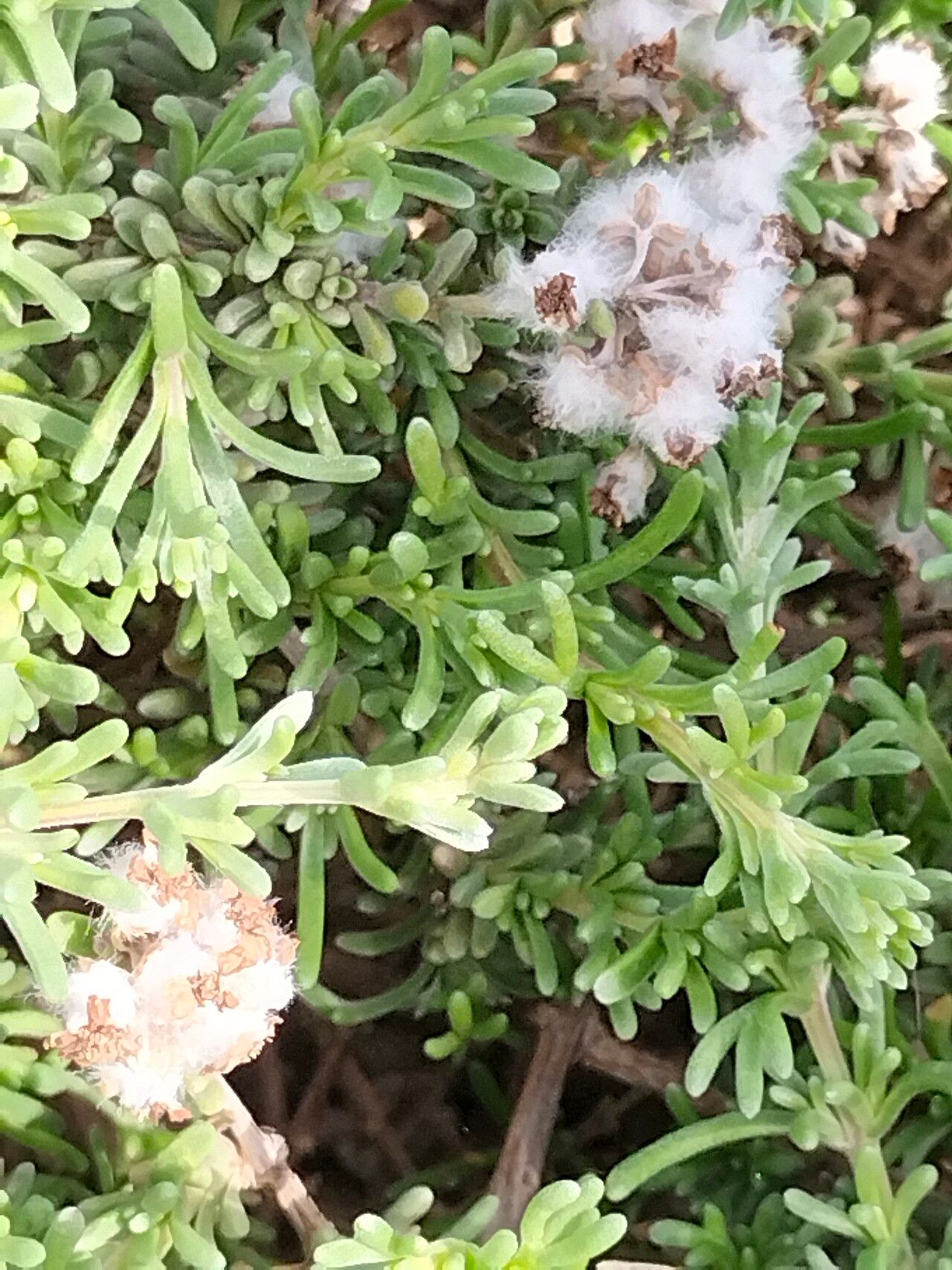 Eriocephalus africanus — houseplant care guide