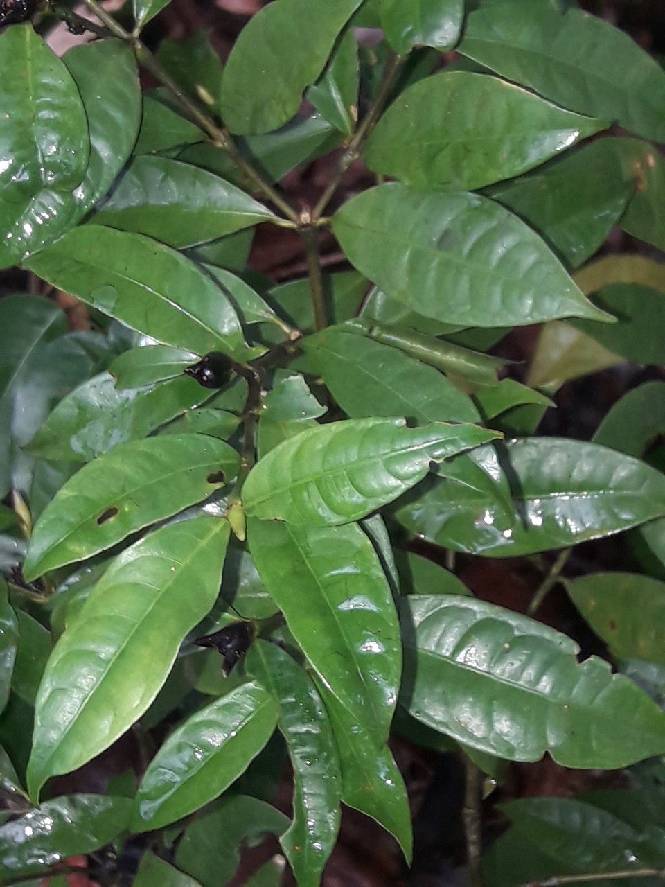 Psychotria oblonga leaf