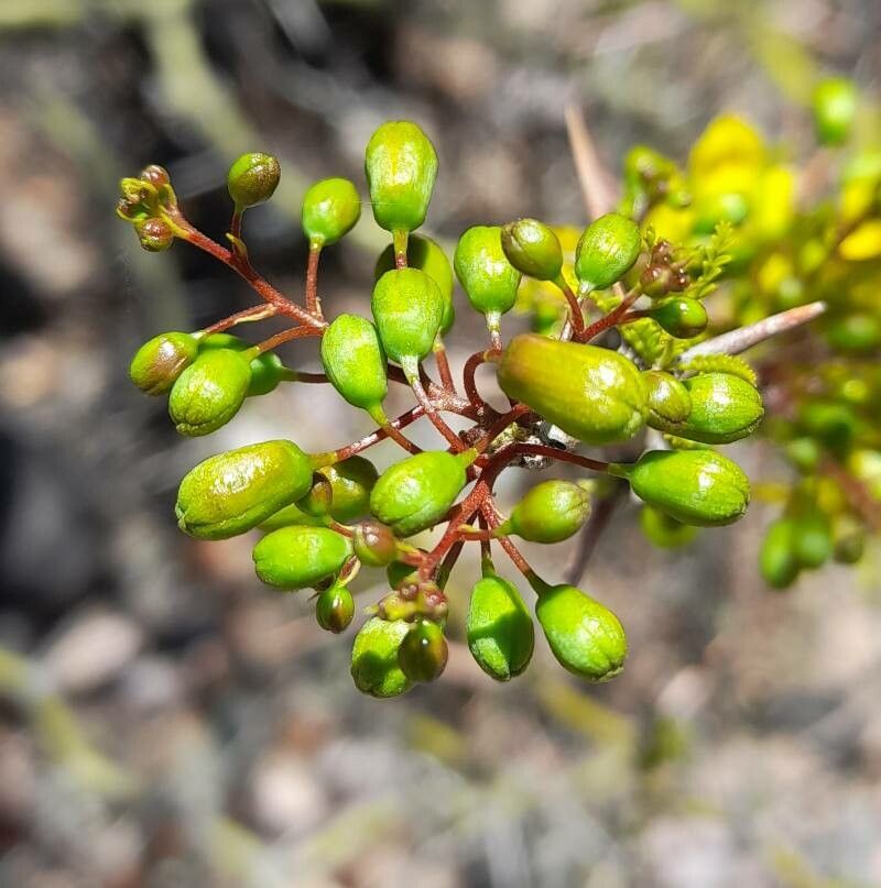 Parkinsonia andicola other