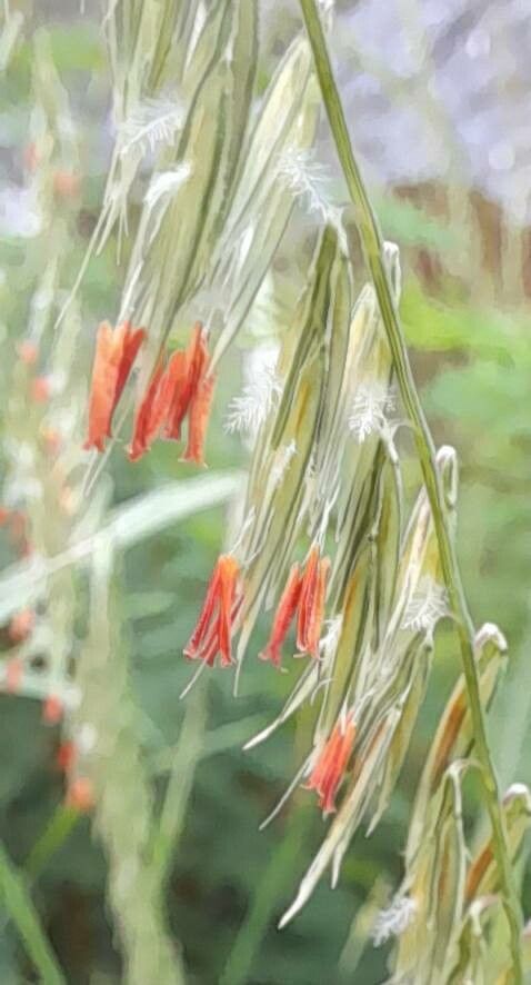 Bouteloua curtipendula