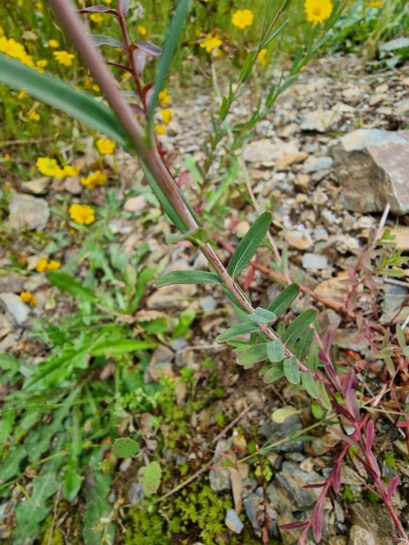 Hypericum linariifolium leaf