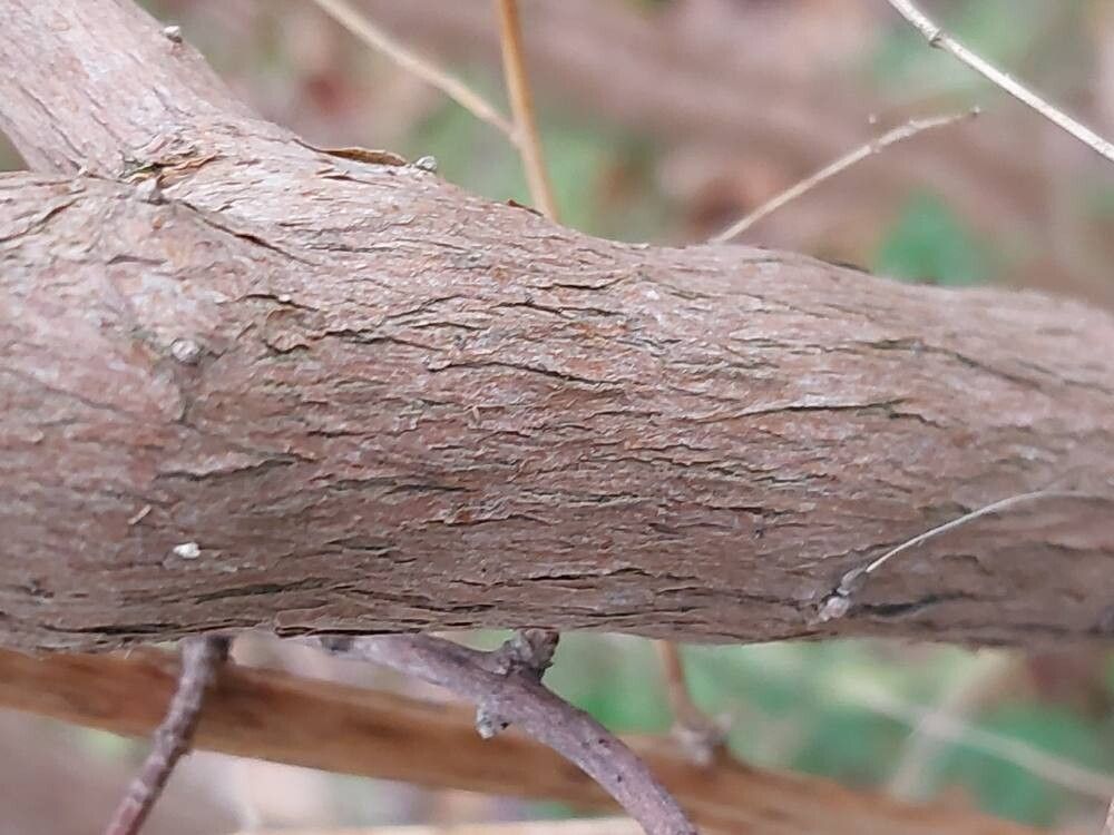 Philadelphus brachybotrys bark