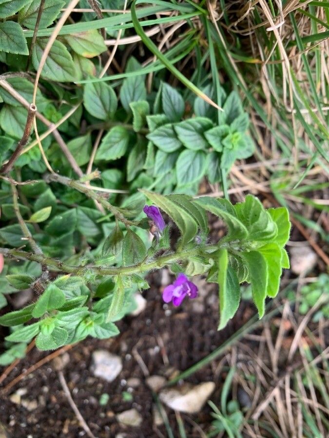 Acinos arvensis flower