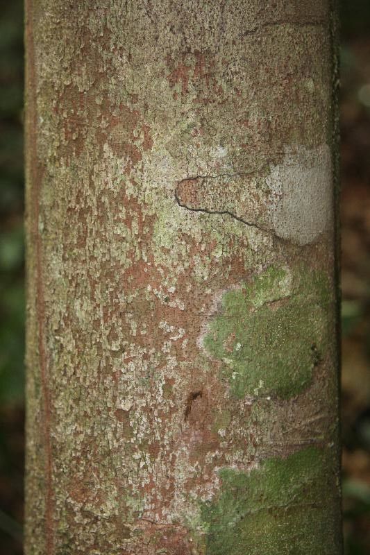 Protium gallicum bark