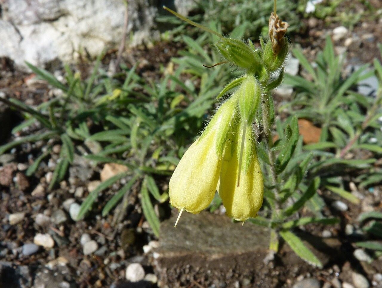 Onosma helvetica flower