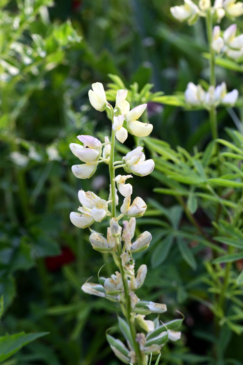 Lupinus angustiflorus — search result for 'Lupinus'