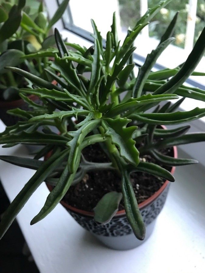 Kalanchoe kewensis leaf