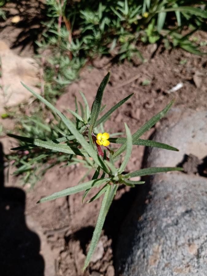 Camissonia contorta — houseplant care guide