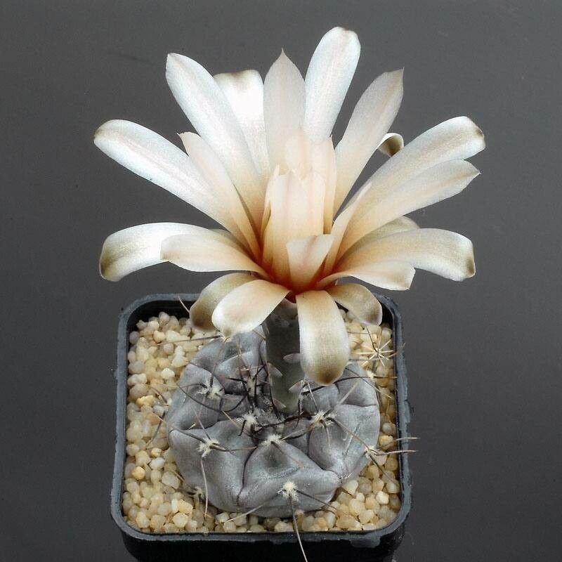 Gymnocalycium berchtii flower