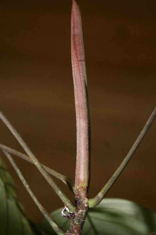 Pourouma melinonii other