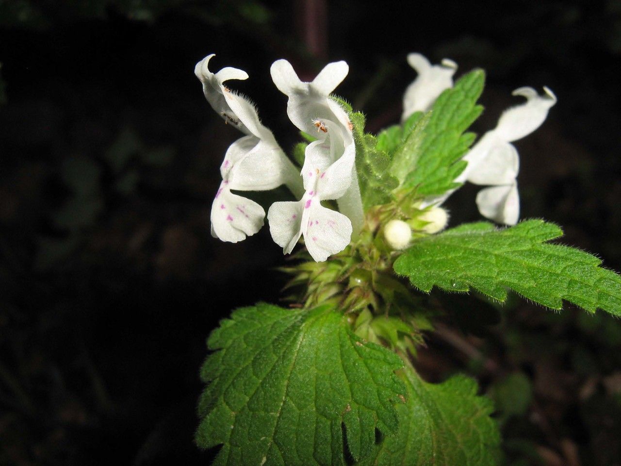 Lamium bifidum flower