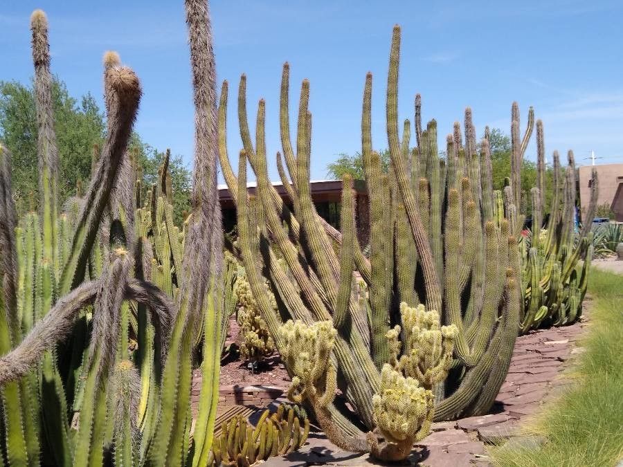 Stenocereus thurberi leaf