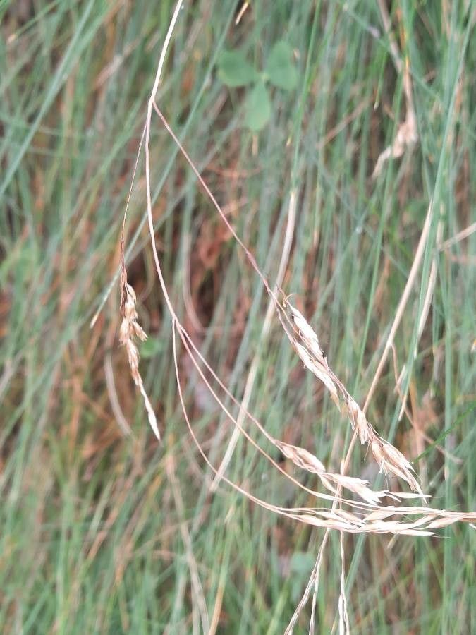 Festuca flavescens flower