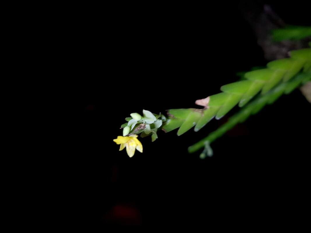 Lockhartia micrantha flower