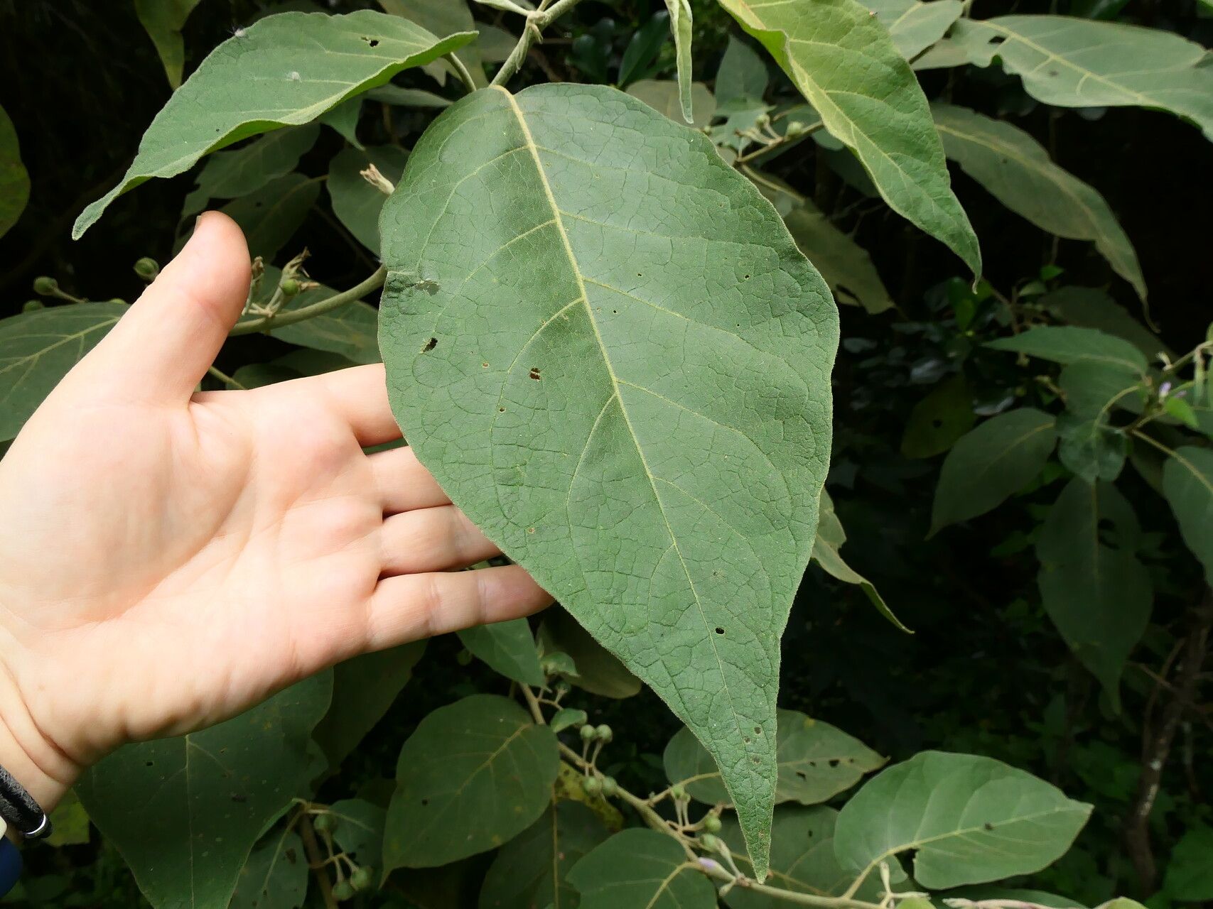 Solanum dolichosepalum — houseplant care guide