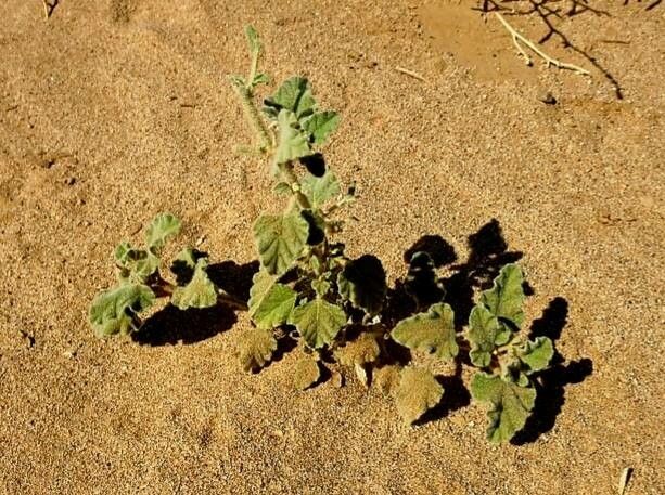 Chrozophora brocchiana leaf