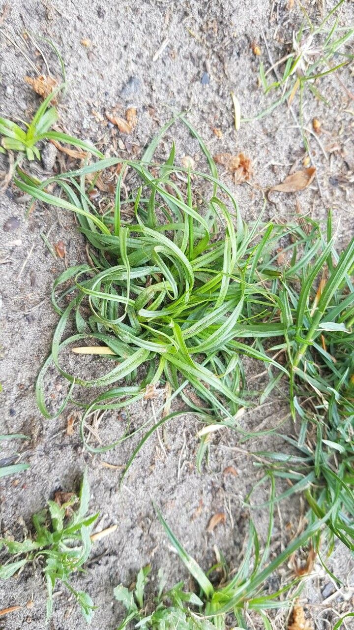 Armeria pubinervis habit