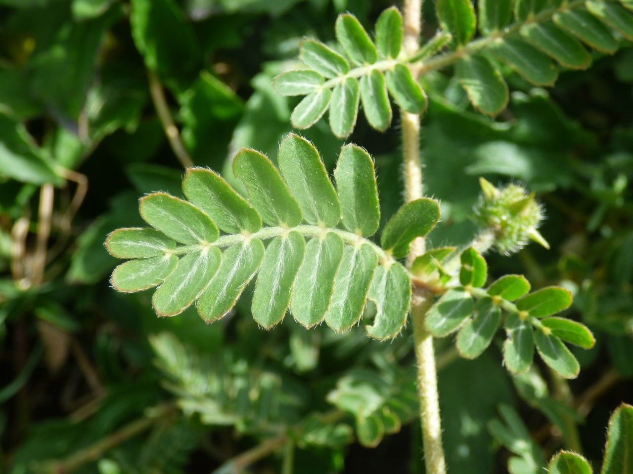 Tribulus cistoides leaf