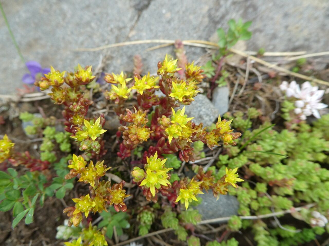 Sedum annuum habit