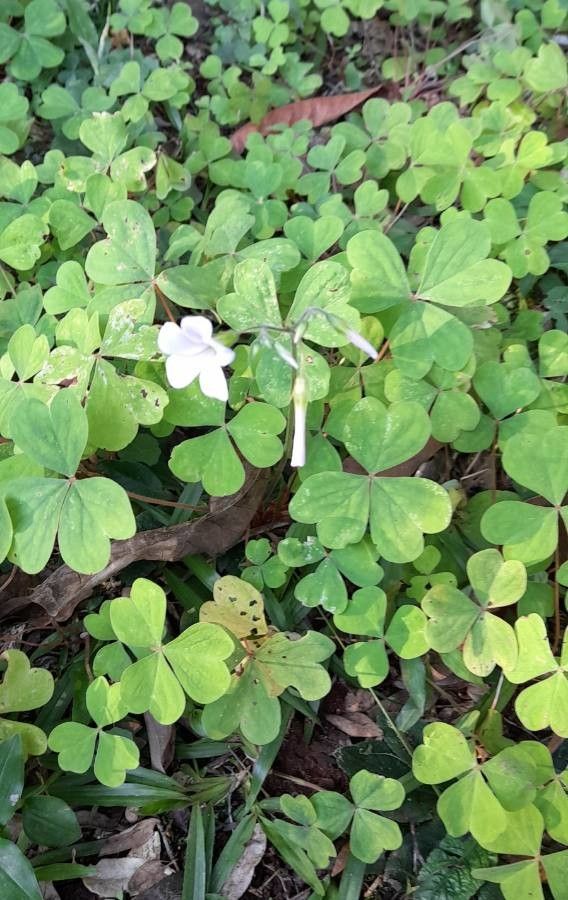 Oxalis linarantha habit