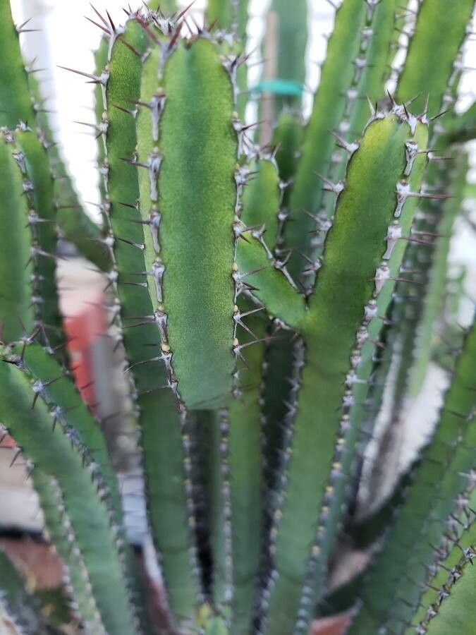 Euphorbia petraea — houseplant care guide