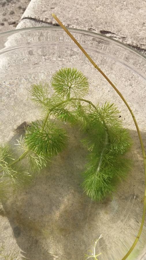 Ranunculus circinatus habit