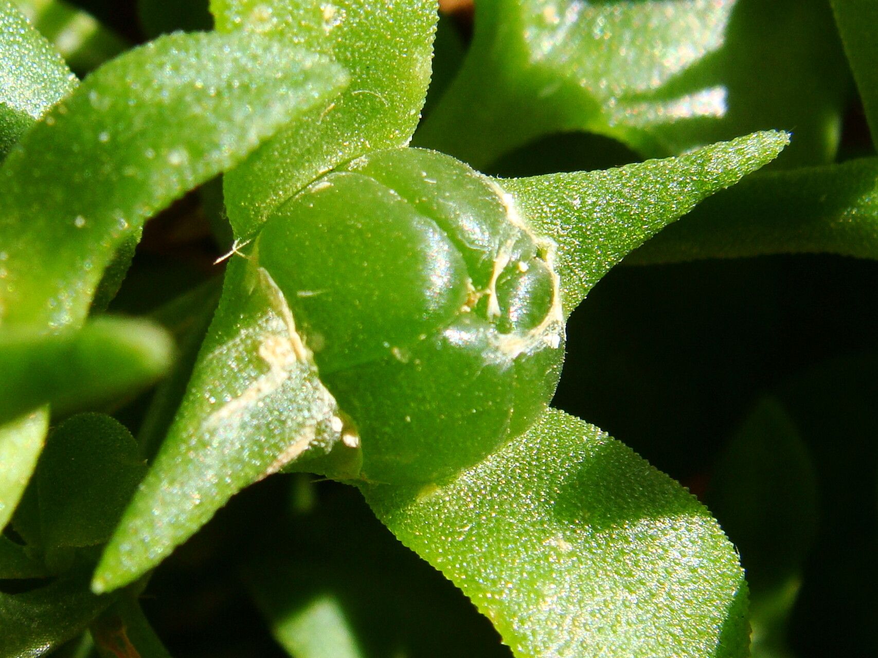 Aptenia cordifolia fruit