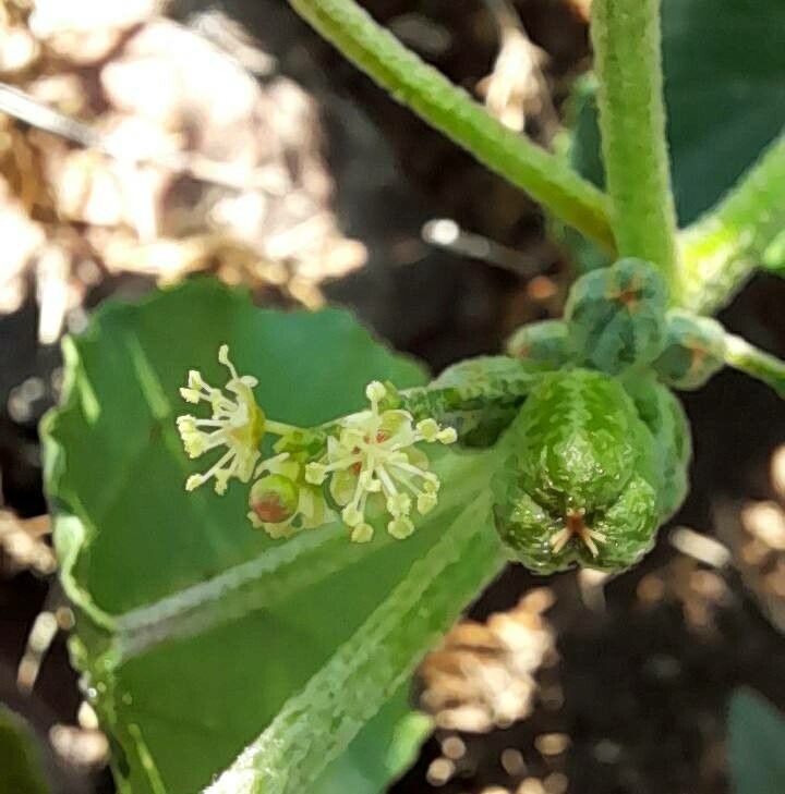 Croton bonplandianus flower