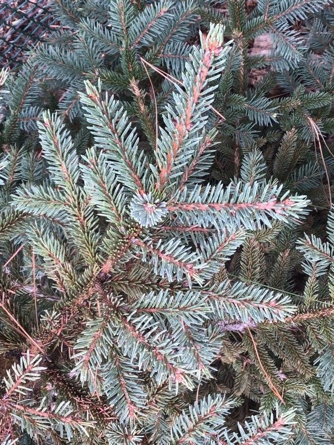 Picea koyamae — search result for 'Picea'