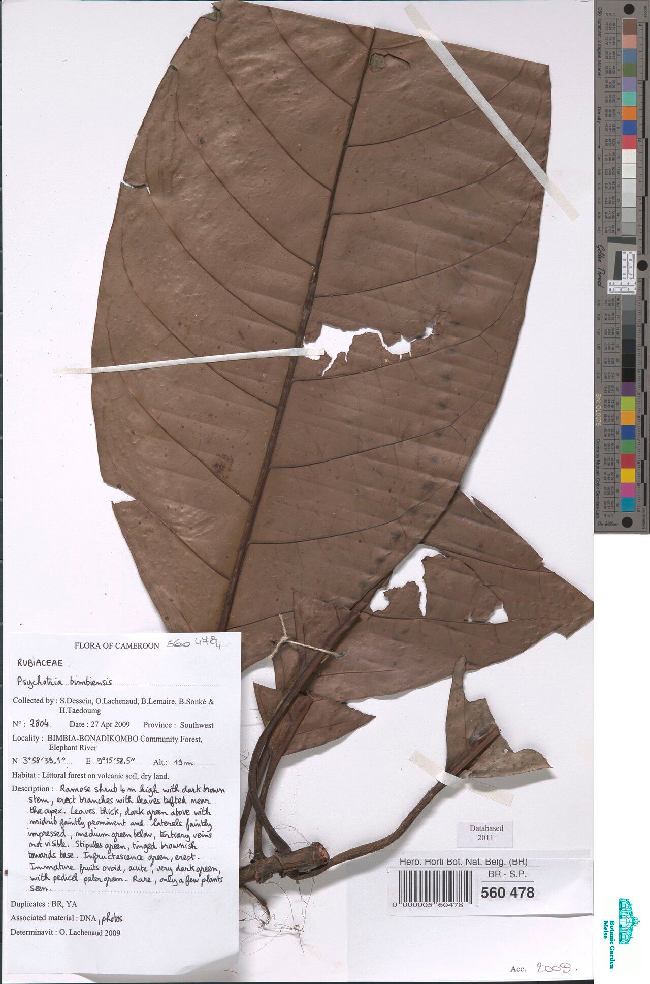 Psychotria bimbiensis — houseplant care guide