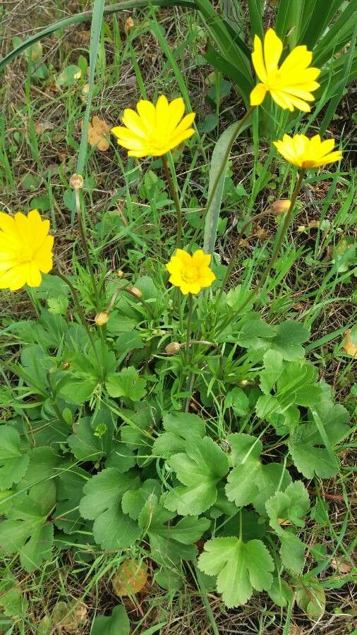 Anemone palmata flower