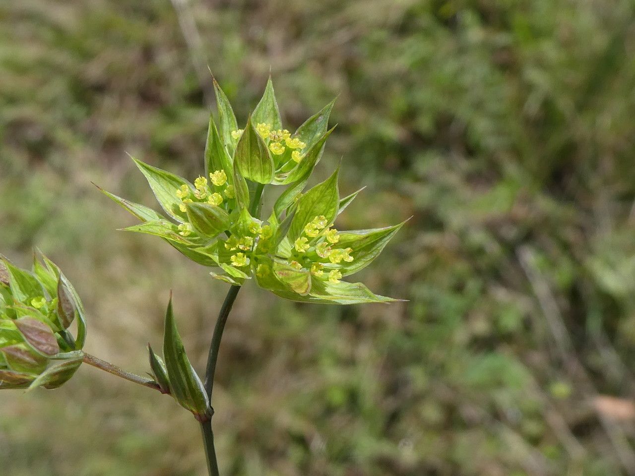 Bupleurum baldense flower
