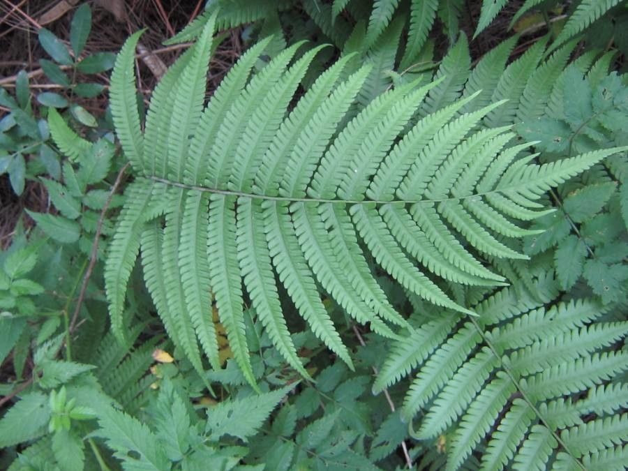 Christella parasitica — search result for 'Thelypteridaceae'