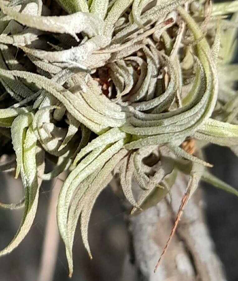 Tillandsia gilliesii — houseplant care guide