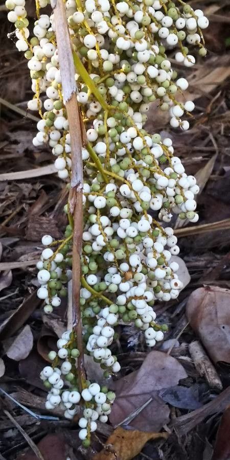 Leucothrinax morrisii fruit