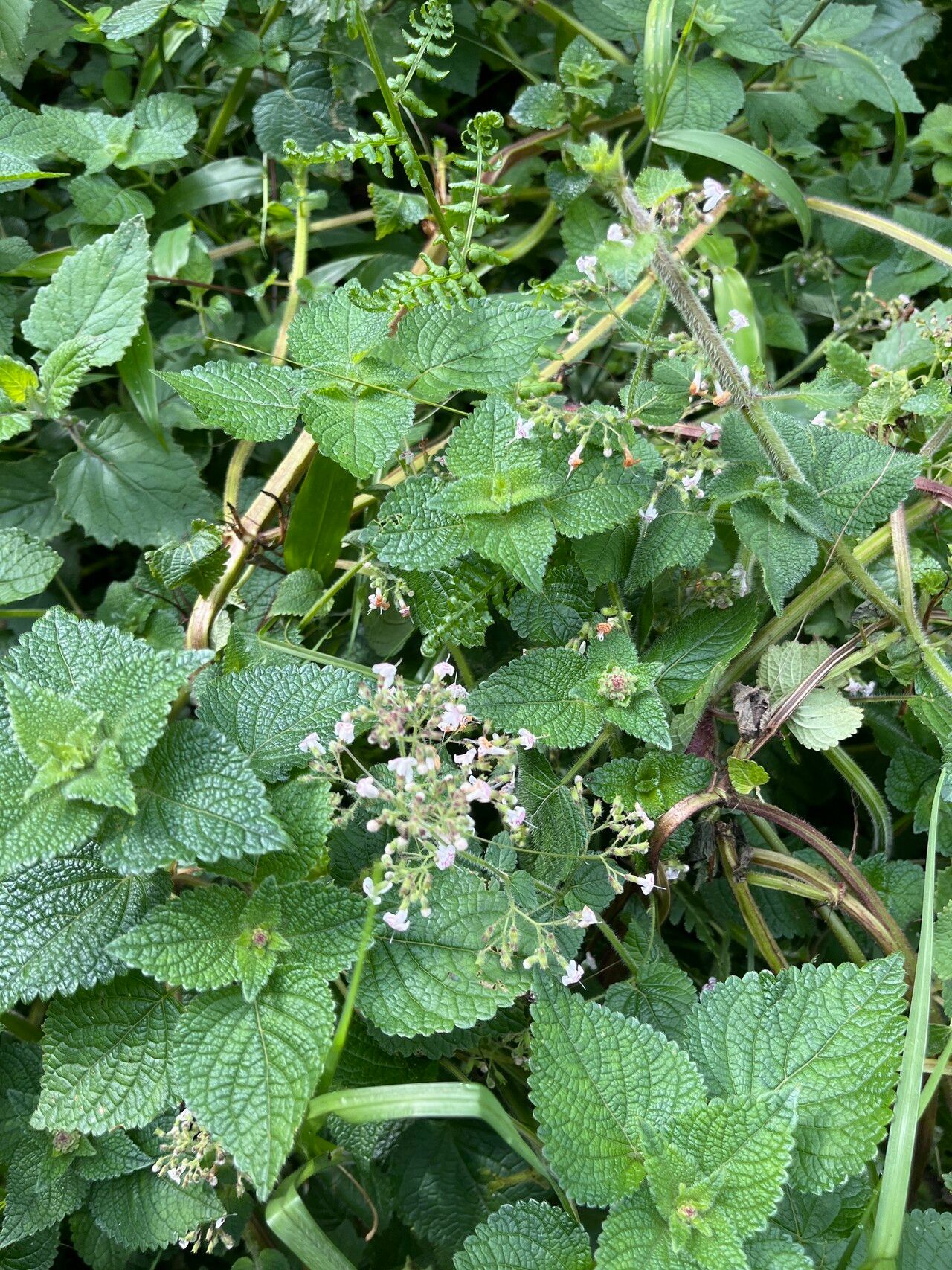 Isodon schimperi — houseplant care guide