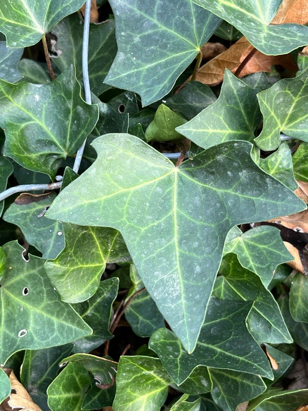 Hedera iberica leaf