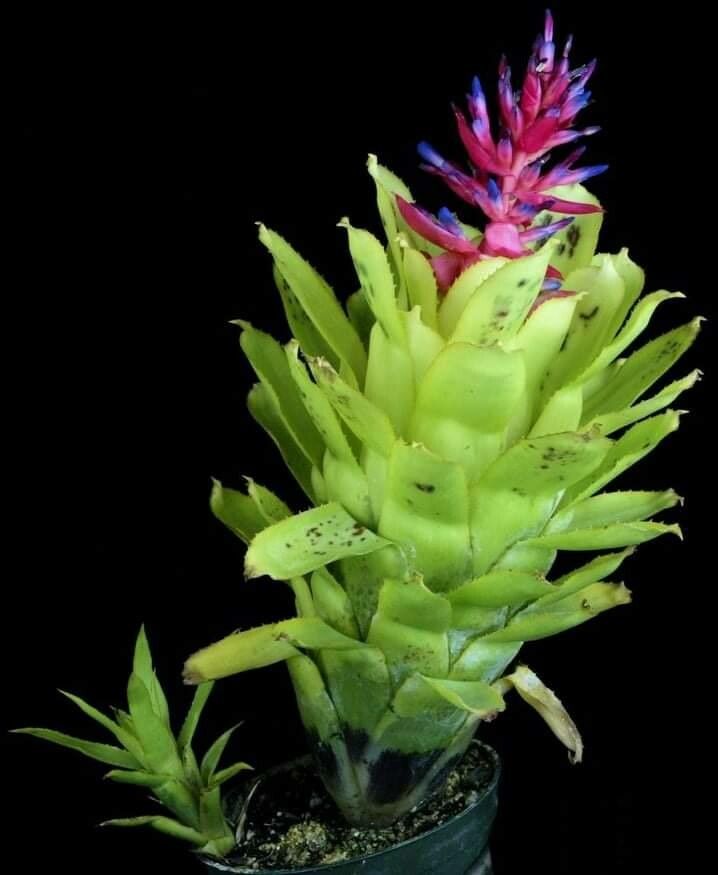 Quesnelia tubifolia — houseplant care guide