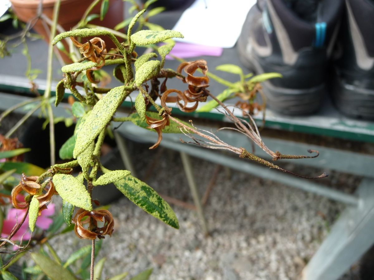 Rhododendron caliginis other