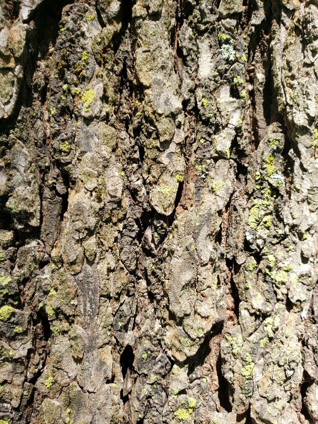 Ulmus macrocarpa bark