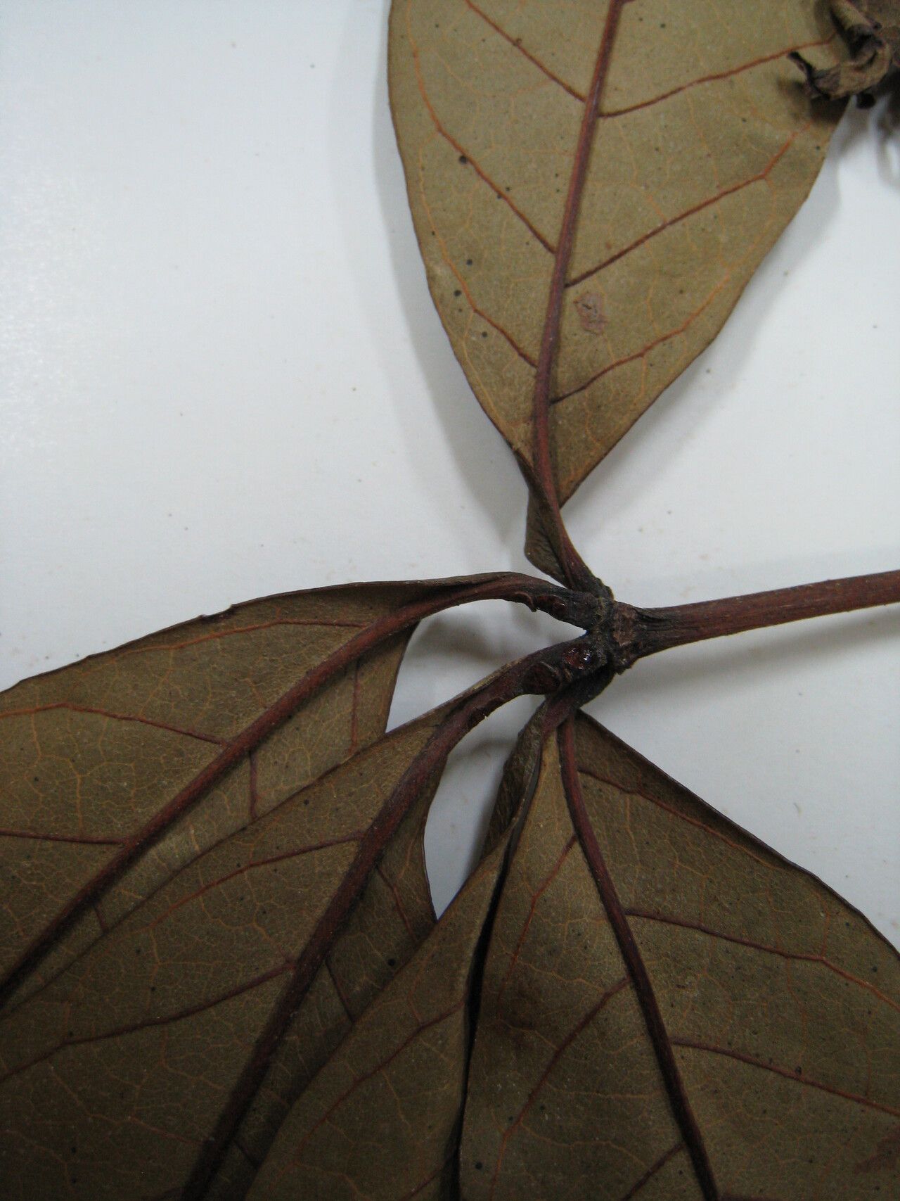 Vitex stahelii other