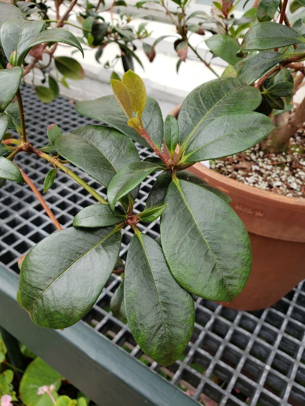 Rhododendron lochiae — houseplant care guide