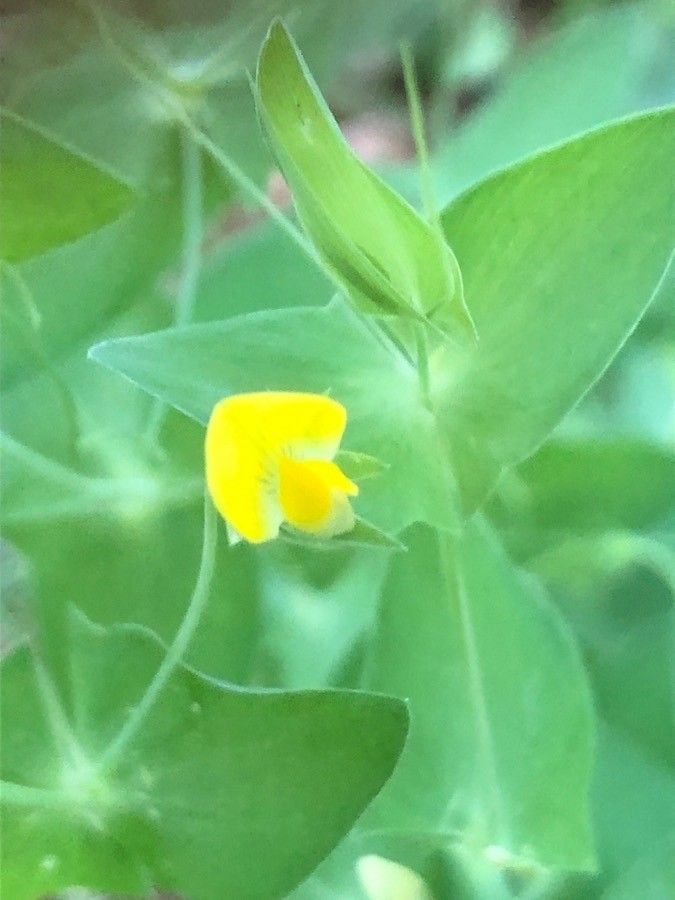 Lathyrus aphaca flower